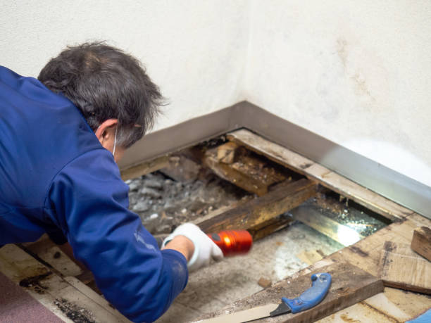 Best Mold Damage Repair  in Morgan Hill, PA
