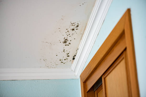 Morgan Hill, PA Mold Removal Company