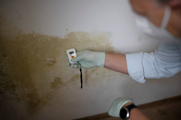 Best Local Mold Removal Service  in Morgan Hill, PA