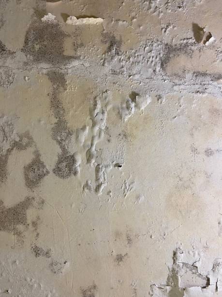 Best Same-Day Mold Removal  in Morgan Hill, PA