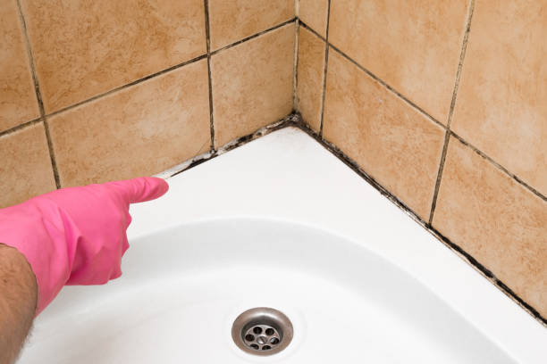Best Best Mold Removal Companies  in Morgan Hill, PA